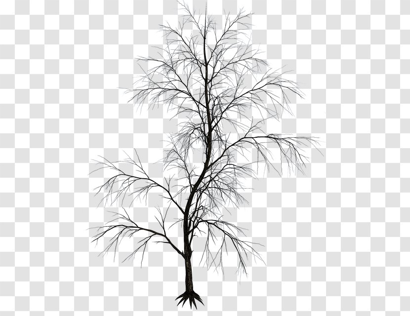 Twig Black And White Aesthetics Image Drawing - Silhouette Transparent PNG