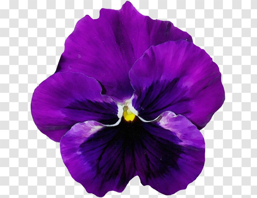 Flowering Plant Violet Flower Purple Petal - Wild Pansy Family Transparent PNG