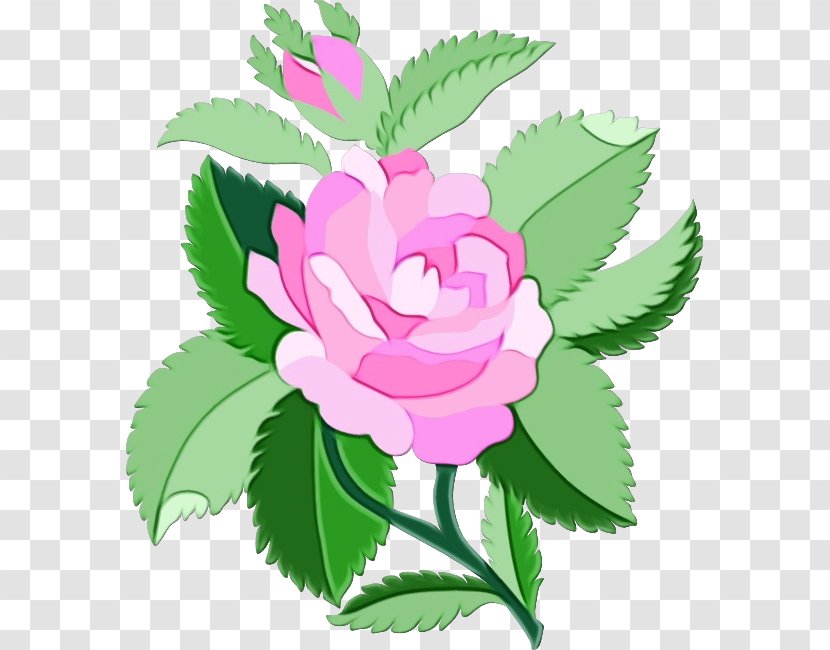 Garden Roses Cabbage Rose Floral Design Petal Clip Art Transparent PNG