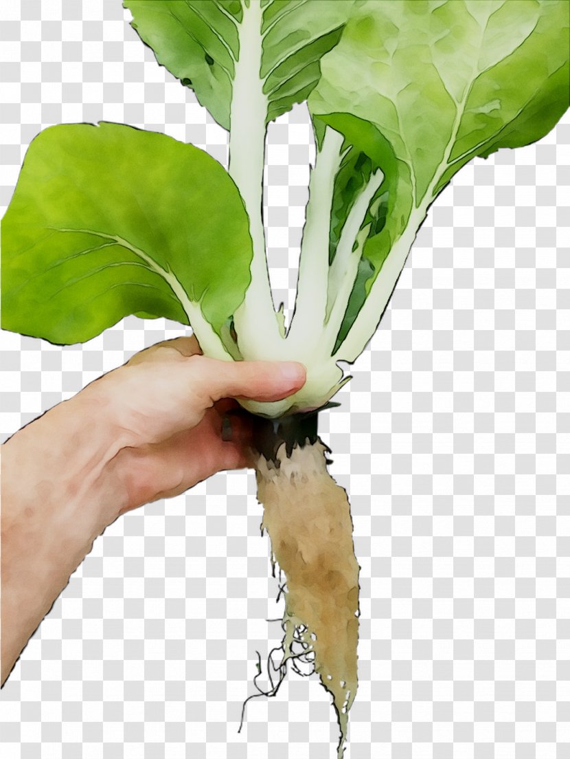 Chard Spring Greens Leaf Radish - Vegetable - Chinese Cabbage Transparent PNG