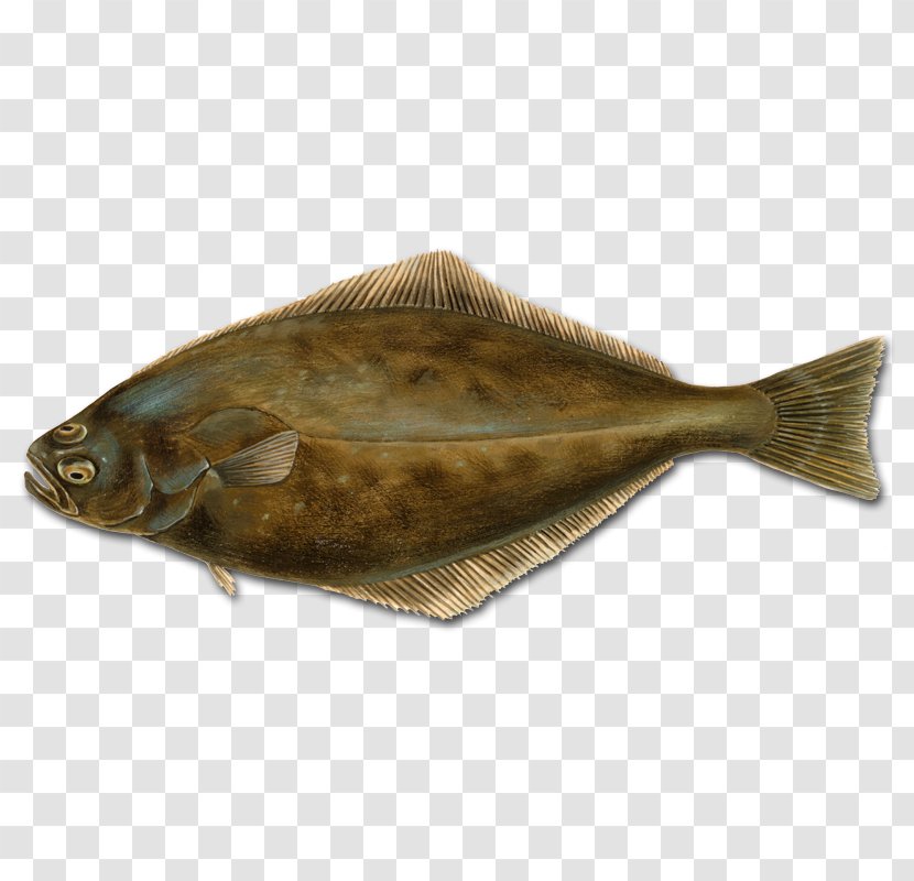 Flounder Fish Atlantic Halibut Pacific - Lynx Transparent PNG