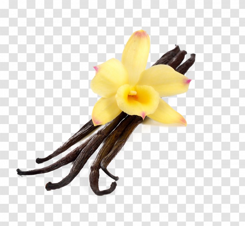 Vanilla Flavor Extract Stock Photography Concentrate - Flower Transparent PNG