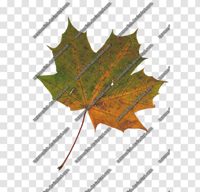 Maple Leaf Line Symmetry Transparent PNG