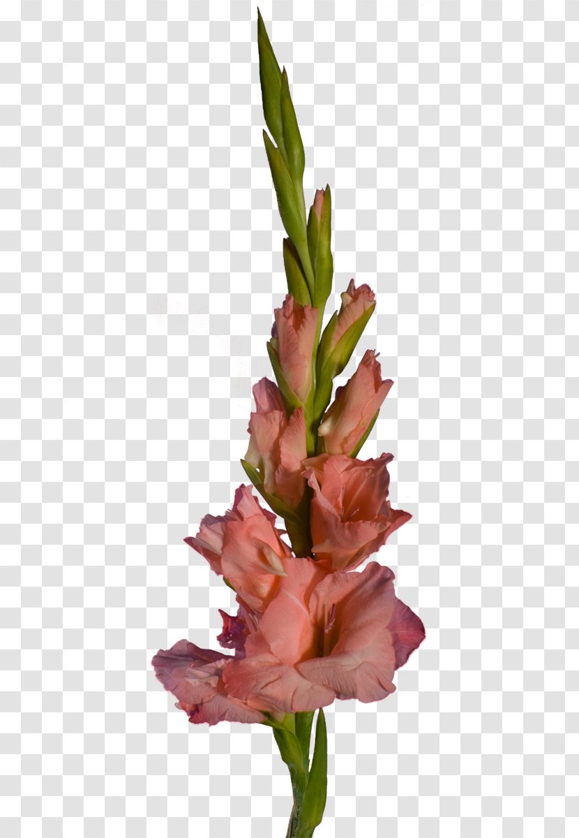 Gladiolus Cut Flowers Floral Design Plant Stem - Flowering Transparent PNG