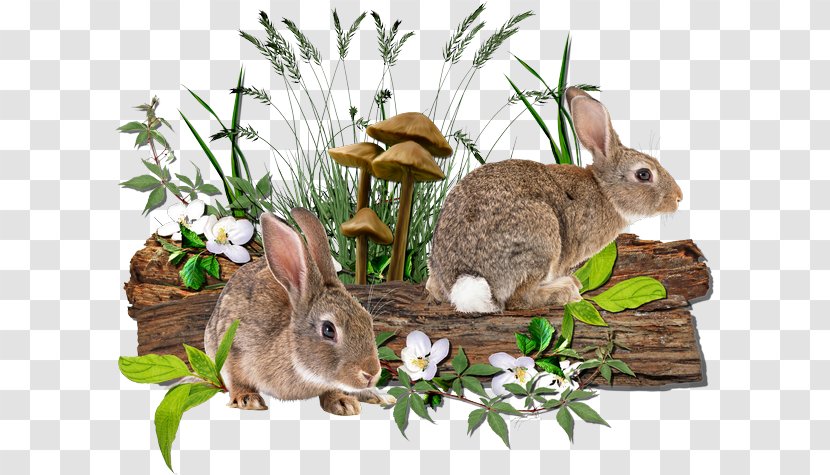 Domestic Rabbit Hare Easter Bunny Самый полный справочник кроликовода - Chang'e Transparent PNG