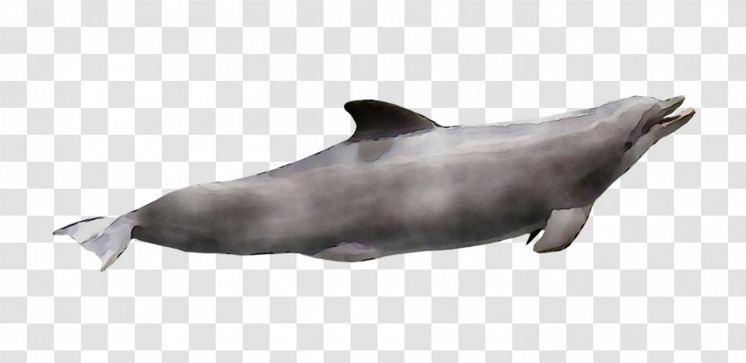 Tucuxi Common Bottlenose Dolphin Rough-toothed White-beaked Sea Lion - Dolphins - Spinner Transparent PNG