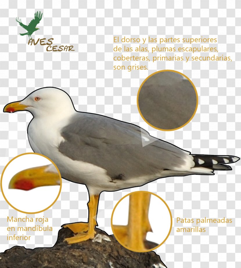 European Herring Gull Shorebirds Yellow-legged Caspian - Frame - Bird Transparent PNG