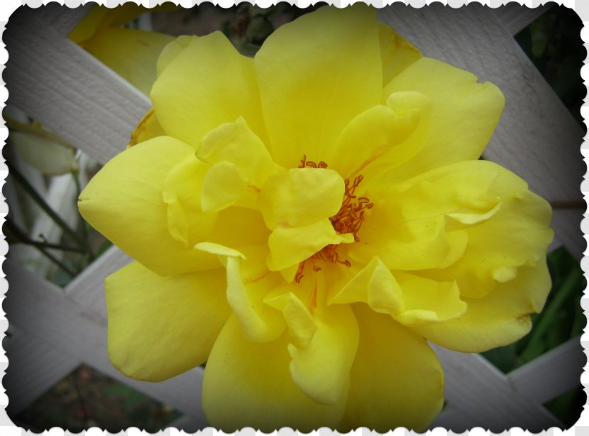 Floribunda Herbaceous Plant - Petal - Yellow Rose Border Transparent PNG