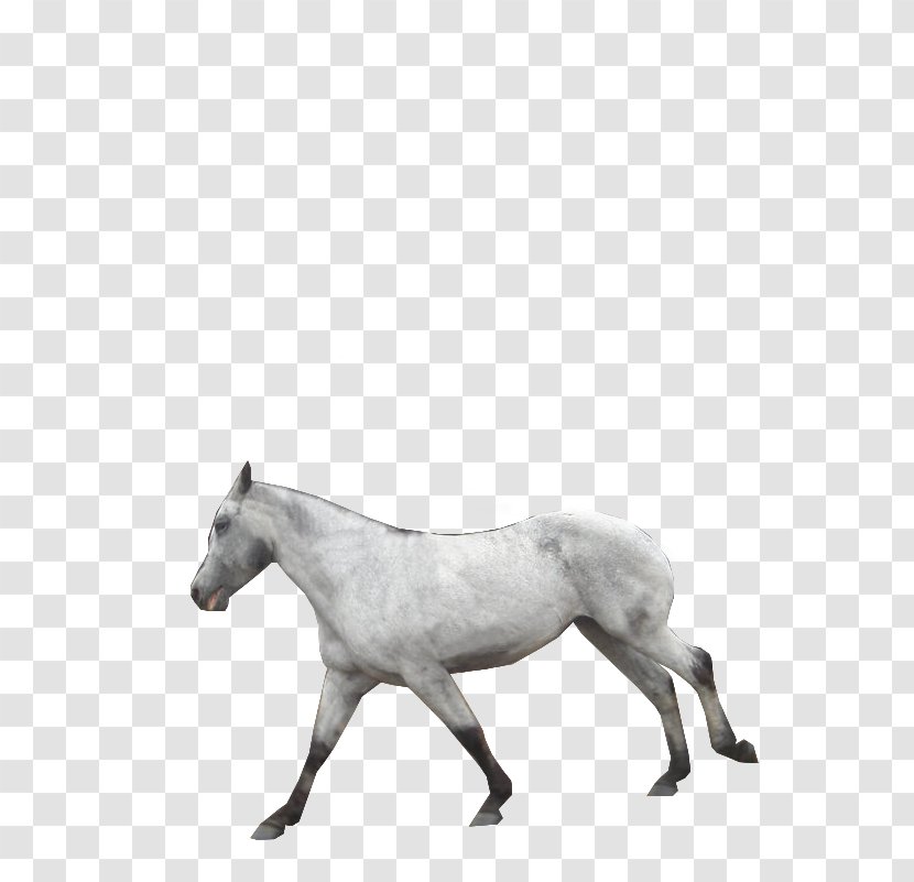 American Paint Horse Pony Mustang Foal Stallion - Galloping Transparent PNG