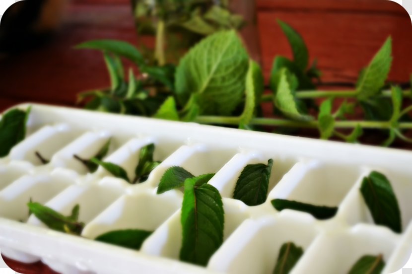 Green Tea Iced Vegetarian Cuisine Peppermint - Lemon Transparent PNG