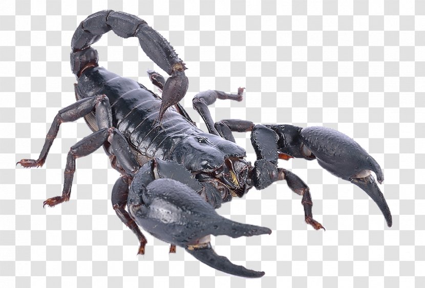Scorpion Heterometrus Spinifer Poison - Poisonous Transparent PNG