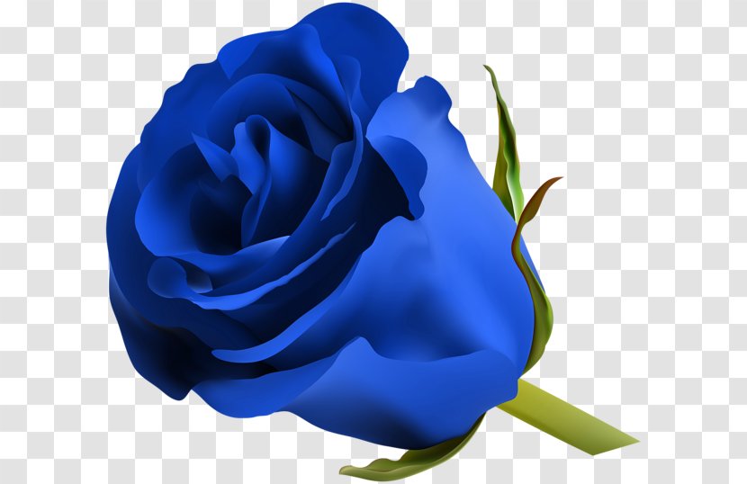 Blue Rose Flower Clip Art - Plant Transparent PNG