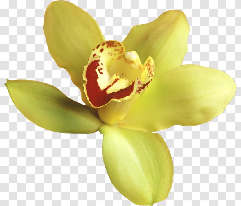 Orchids Yellow Clip Art - Moth Orchid - Transparent Clipart Transparent PNG
