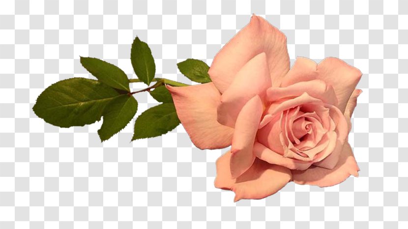 Photography Clip Art GIF Image - Rose Order - Roza Transparent PNG