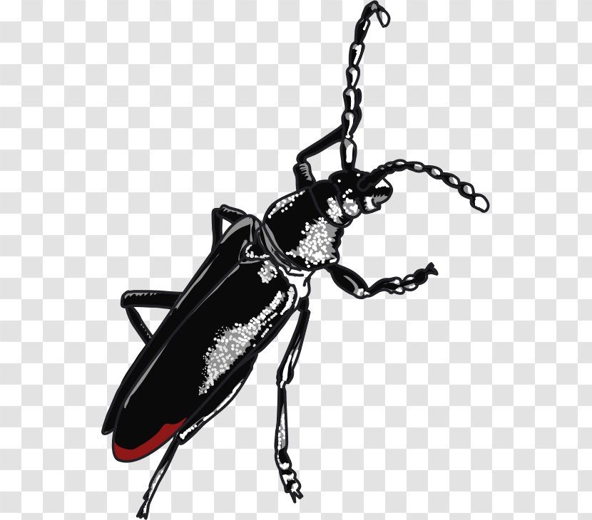 Beetle Cerambyx Cerdo Weevil Ladybird - Capricornus - Capricorn Transparent PNG