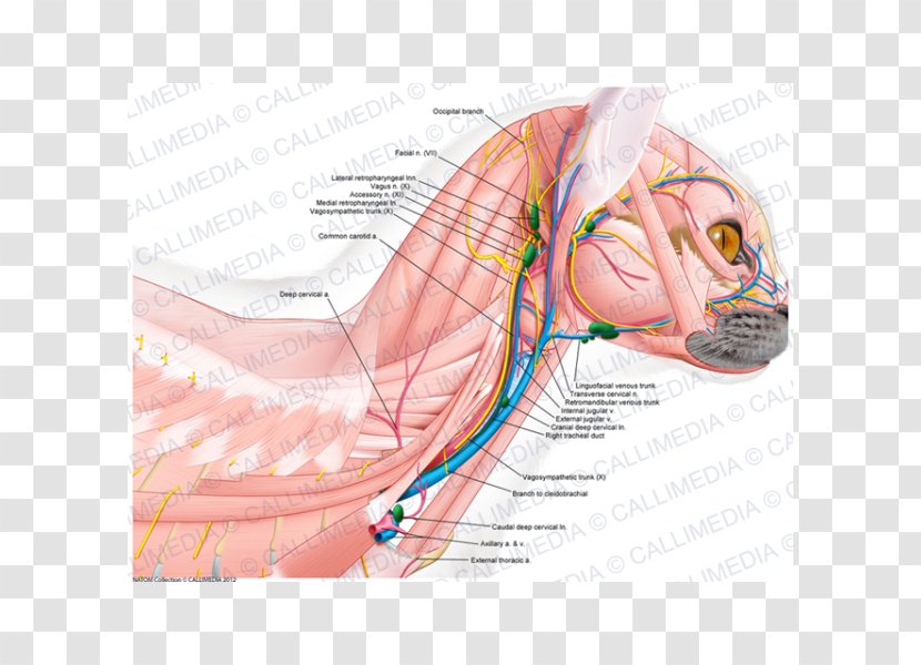 Muscle Neck Blood Vessel Muscular System Human Anatomy - Watercolor - Bloodstain Transparent PNG