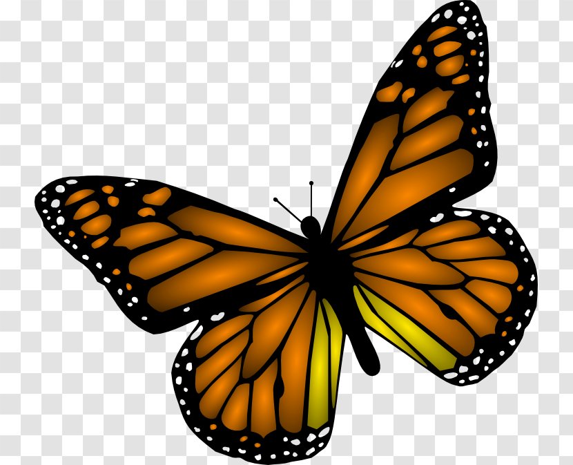 Monarch Butterfly Clip Art - Drawing - Buterfly Pictures Transparent PNG