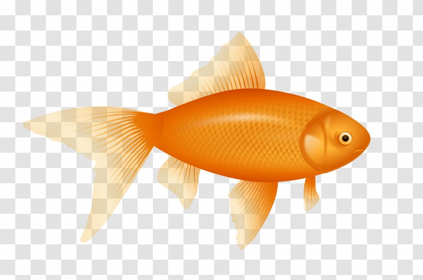 Goldfish Clip Art - Photography - Gold Fish Image Transparent PNG