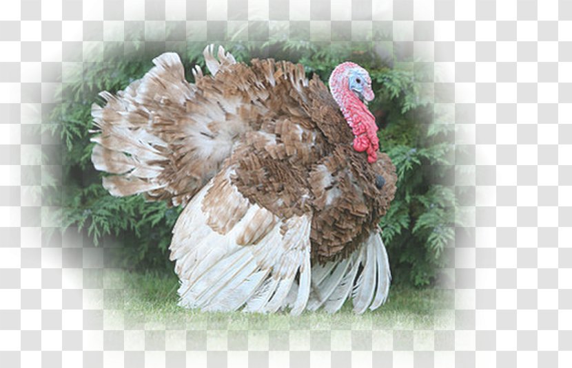 Dindon Rouge Des Ardennes Landfowl Domesticated Turkey Pin - Ardenne Transparent PNG