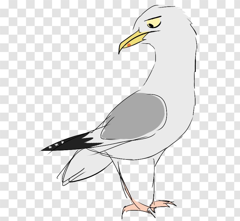 European Herring Gull Gulls Bird Of Prey Beak Transparent PNG