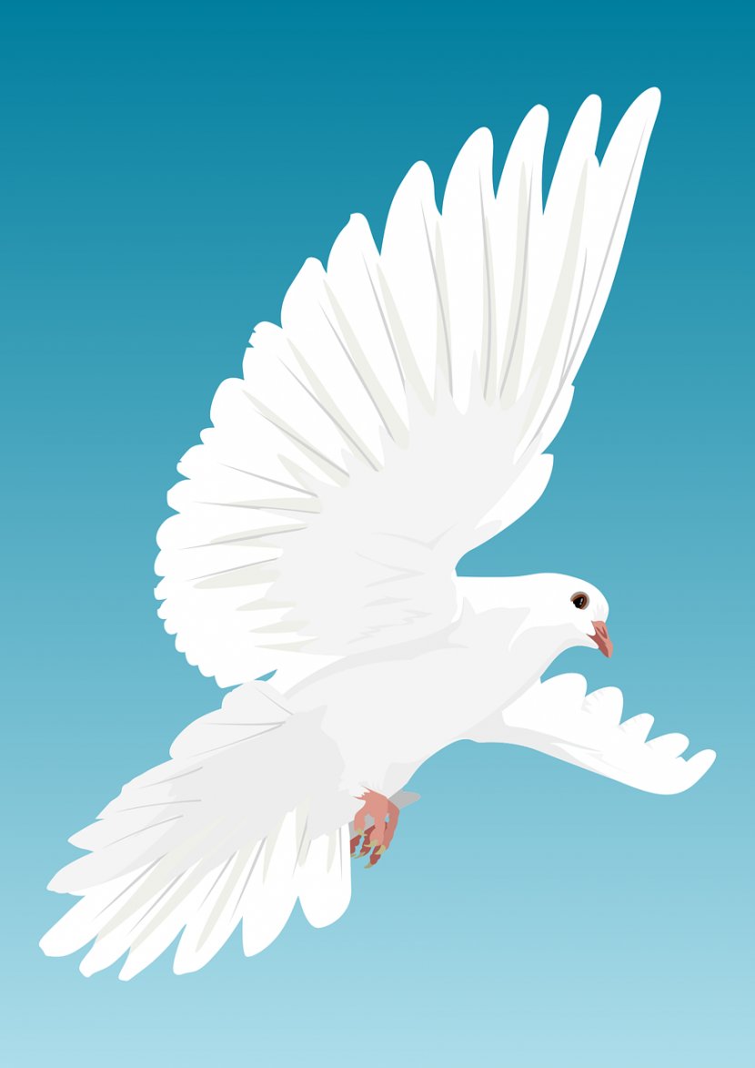Columbidae Flight Bird Domestic Pigeon Stock Photography - DOVE Transparent PNG
