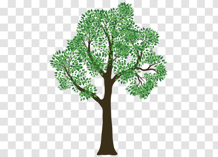 Family Tree Outline Genealogy - Organism Transparent PNG