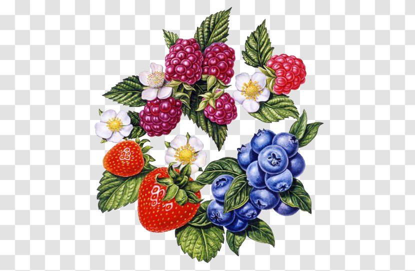 Frutti Di Bosco Strawberry Painting Art Illustration - Fruit - Renaissance Style Berries Combination Transparent PNG