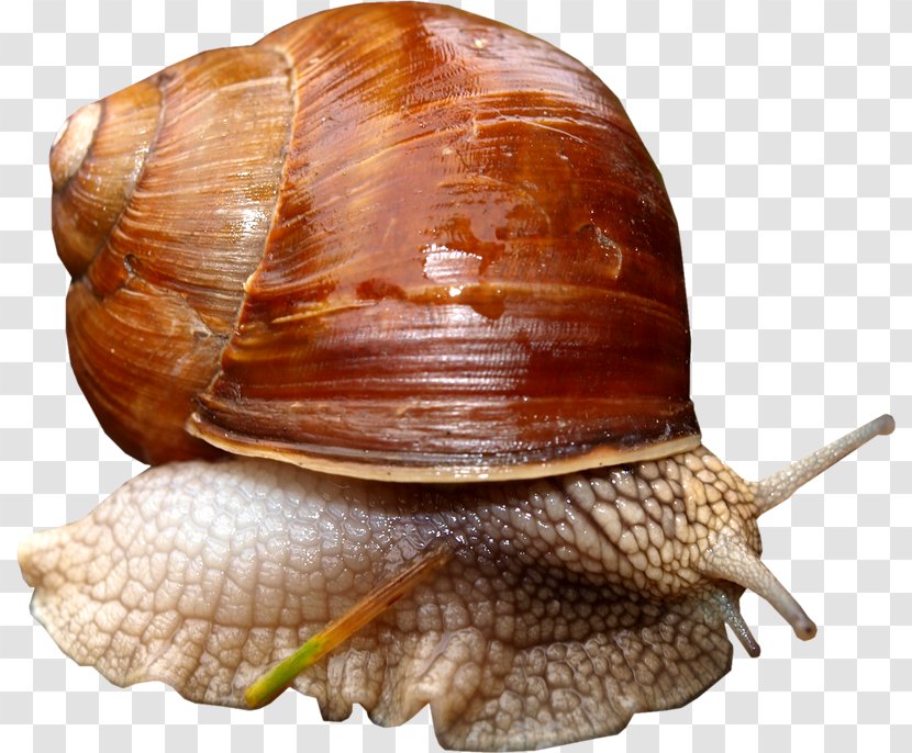 Pond Snails Slug Gastropods - Digital Image - Snail Transparent PNG