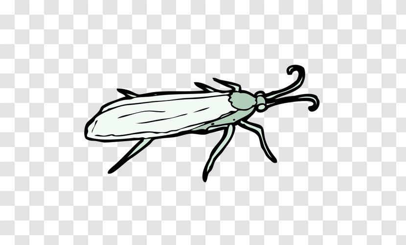 Insect Drawing Clip Art - Fly Transparent PNG