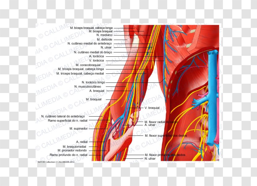 Elbow Nerve Arm Human Body Blood Vessel - Silhouette Transparent PNG