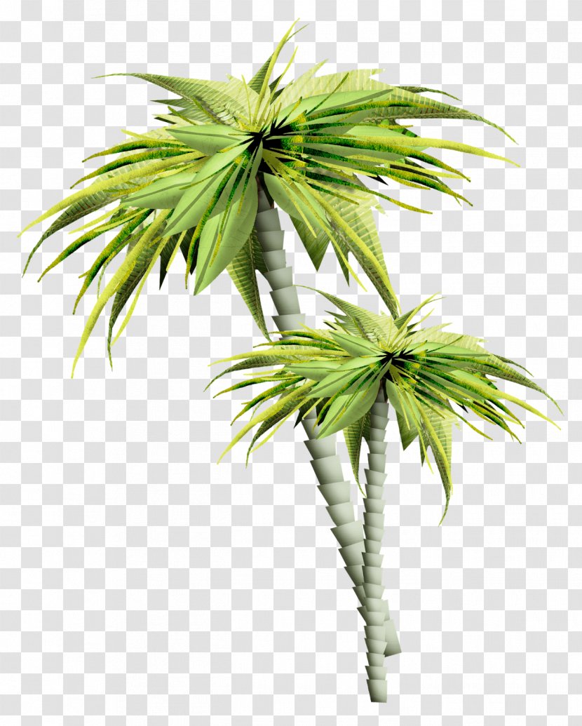 Tree February - Borassus Flabellifer - Palm Transparent PNG
