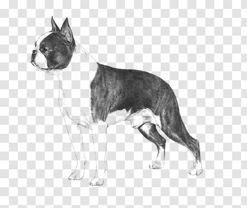 Boston Terrier Beagle Bulldog Standard Schnauzer Puppy - Dog Like Mammal Transparent PNG