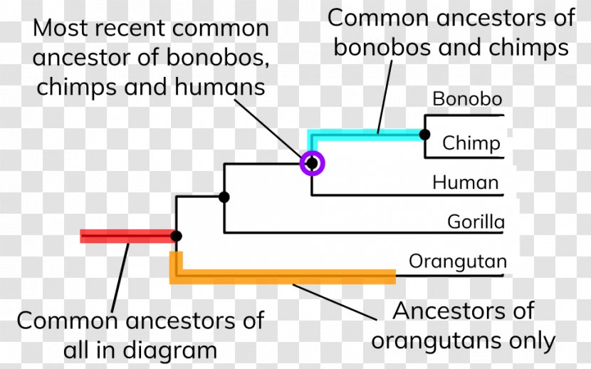 Human Evolution Phylogenetic Tree Diagram Organism - Paper - New Latin Transparent PNG