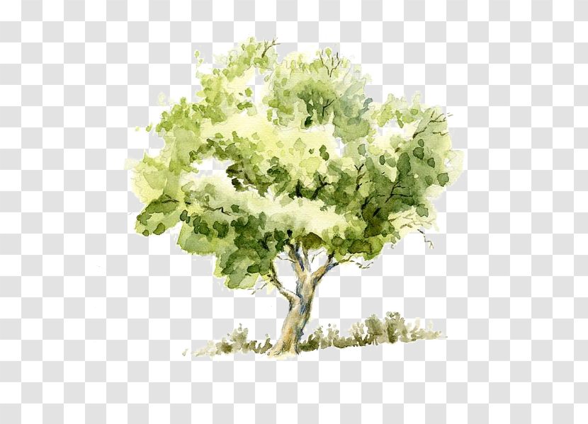 Drawing Watercolor Painting Tree Pencil Sketch - Line Art - Trees Transparent PNG