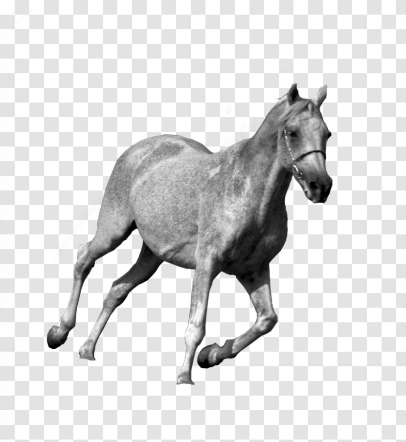 Foal Mustang Stallion Colt Pony - Halter Transparent PNG