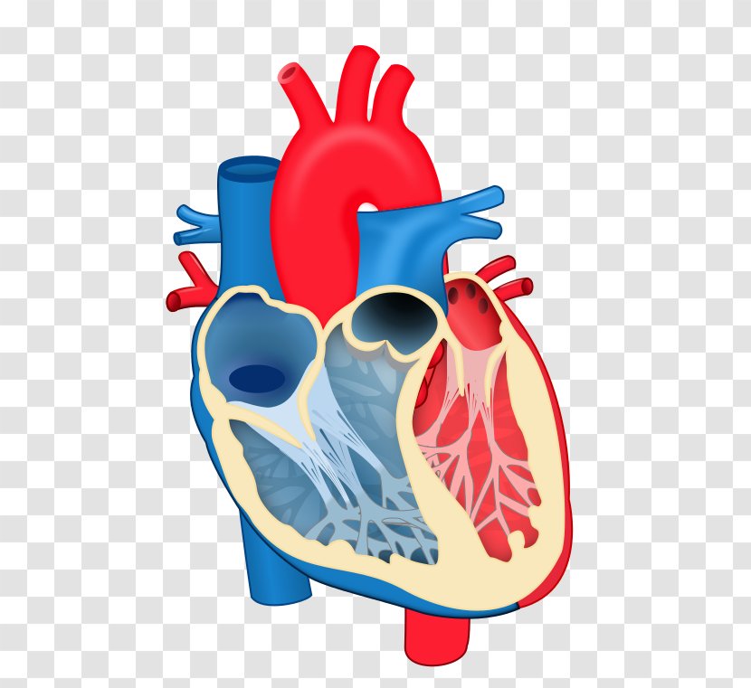 Heart Valve Chordae Tendineae Anatomy Diagram - Tree Transparent PNG