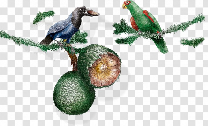 Beak Santa Catarina Food Christmas Ornament Family - Bird Transparent PNG