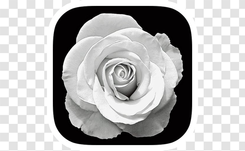Garden Roses Photography Black And White - Flower Transparent PNG
