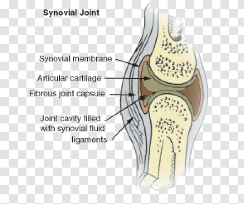 Synovial Joint Membrane Fluid Knee - Heart - Skeletal System Transparent PNG