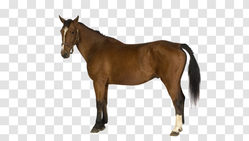 Belgian Horse Horses Shutterstock Illustration - Bit - Brown Icon Transparent PNG