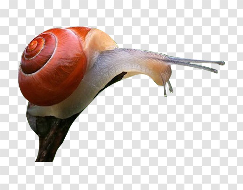Escargot Snail Orthogastropoda - Red - Crawling Transparent PNG