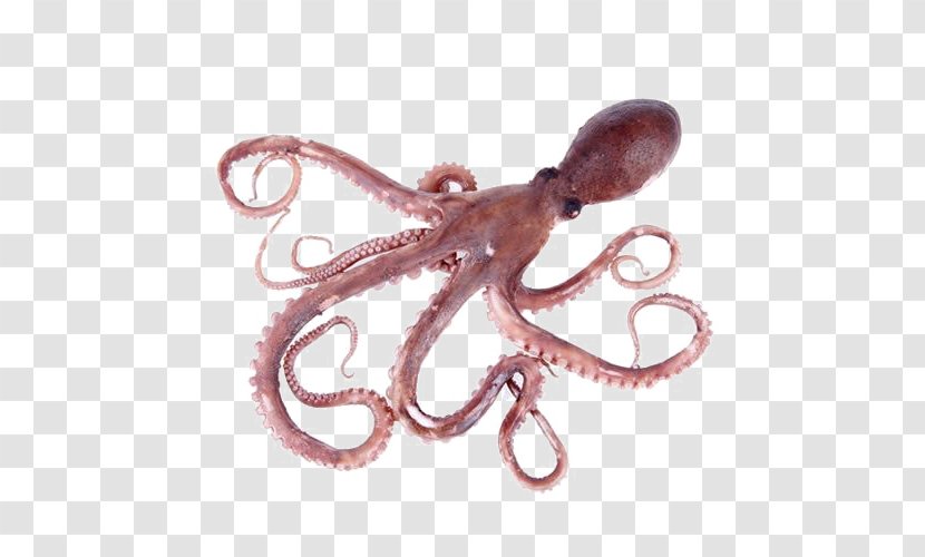 Octopus Stock Photography IStock Royalty-free Seafood - Cephalopod - Cuttlefish Fungus Transparent PNG