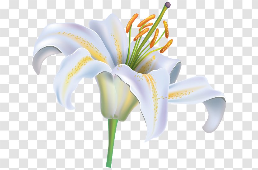 Madonna Lily Clip Art Vector Graphics Easter - Iris - Flower Transparent PNG