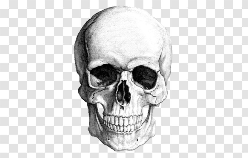 Drawing Skull Human Skeleton Art - Body Transparent PNG