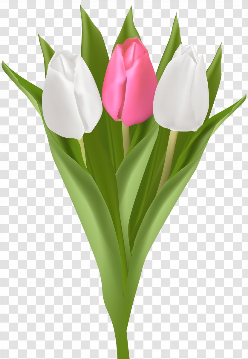 Tulip Flower Bouquet Clip Art - Plant Stem Transparent PNG
