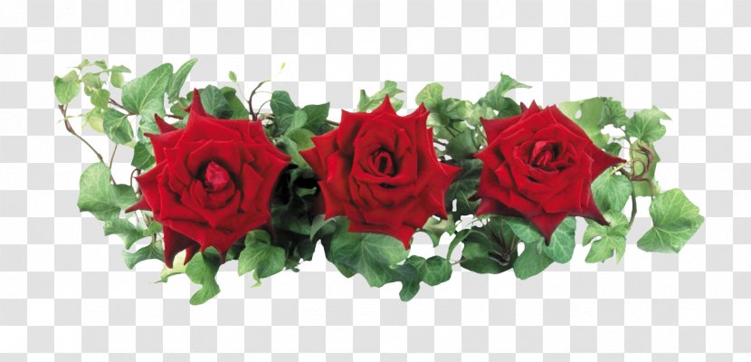 Animation Flower - Rosa Centifolia - Rose Transparent PNG