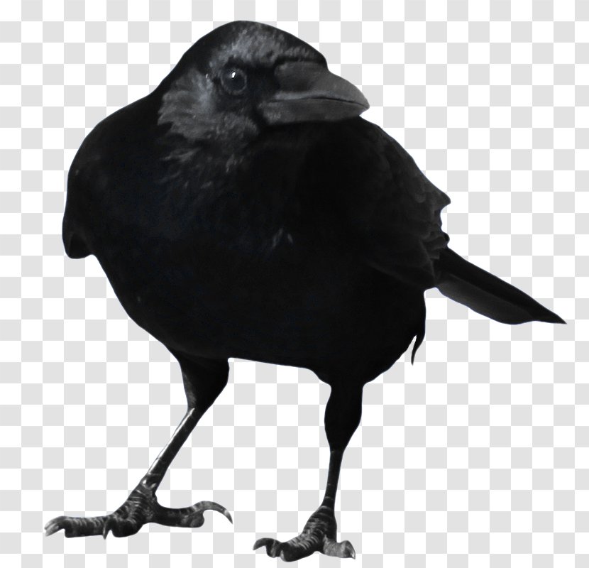 Crow Clip Art - Fauna Transparent PNG
