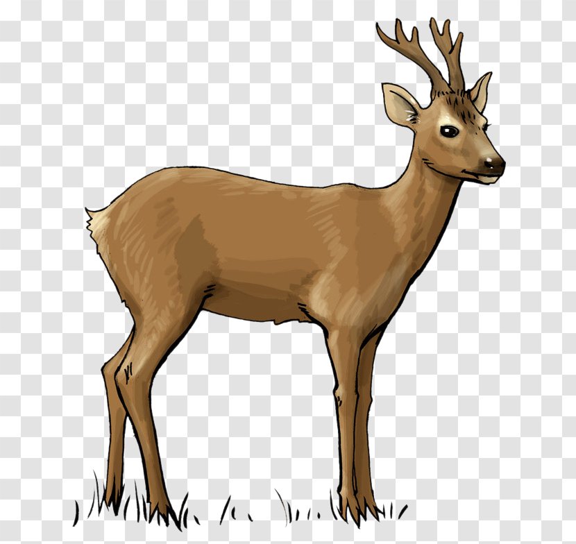 White-tailed Deer Hunting Clip Art Transparent PNG
