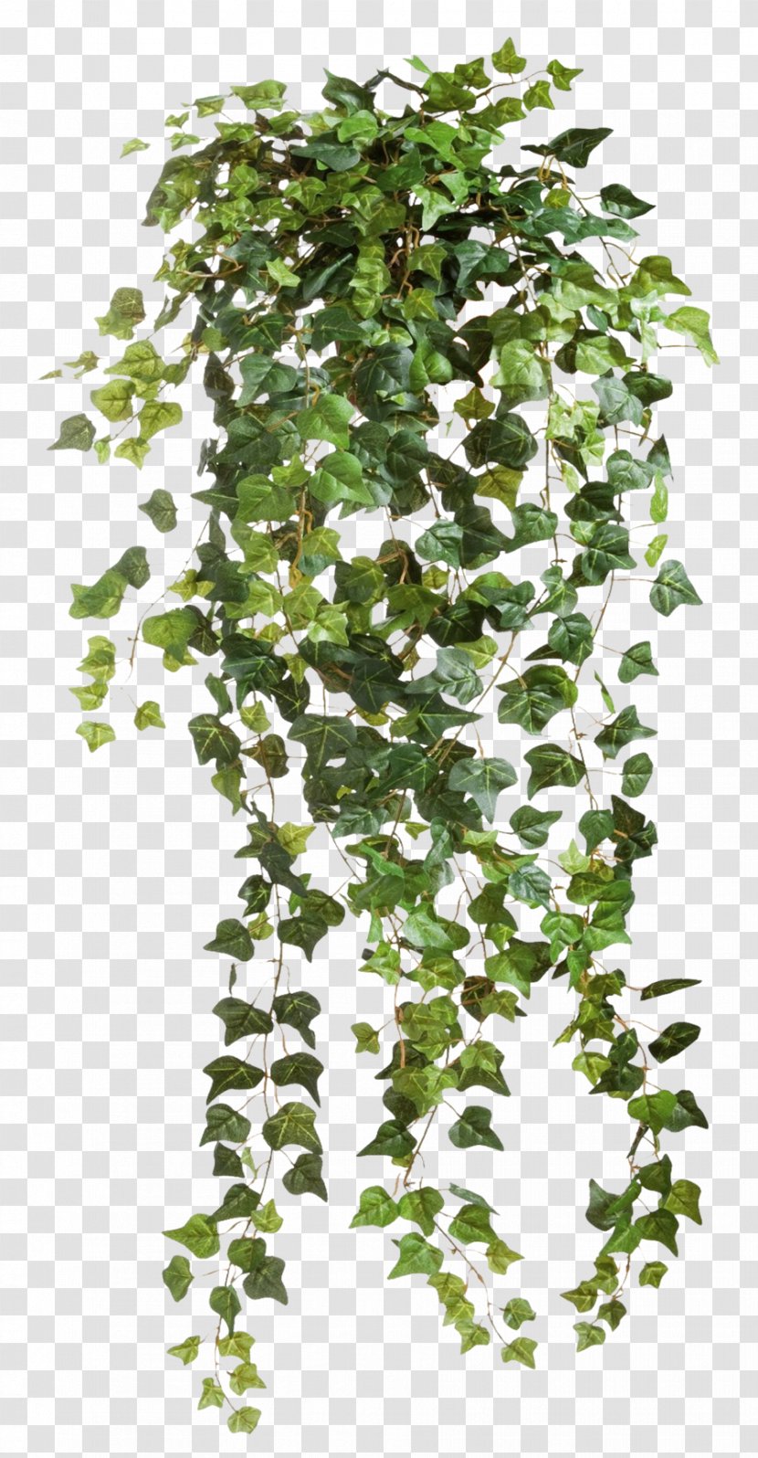 Ivy Plant Clip Art - Vine - Vines Clear Cut Transparent PNG