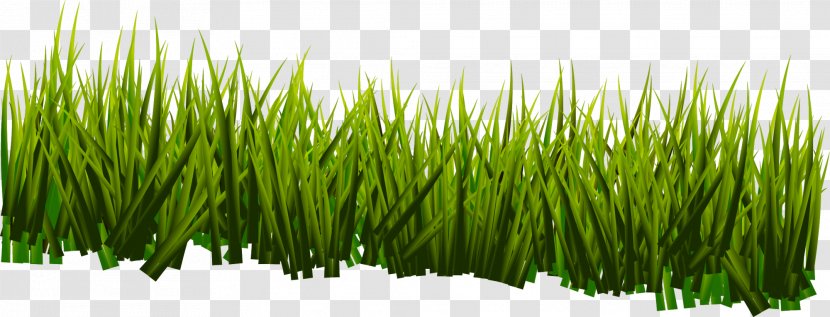 Vetiver Sweet Grass Commodity Wheatgrass Plant Stem - Green, Fresh Transparent PNG